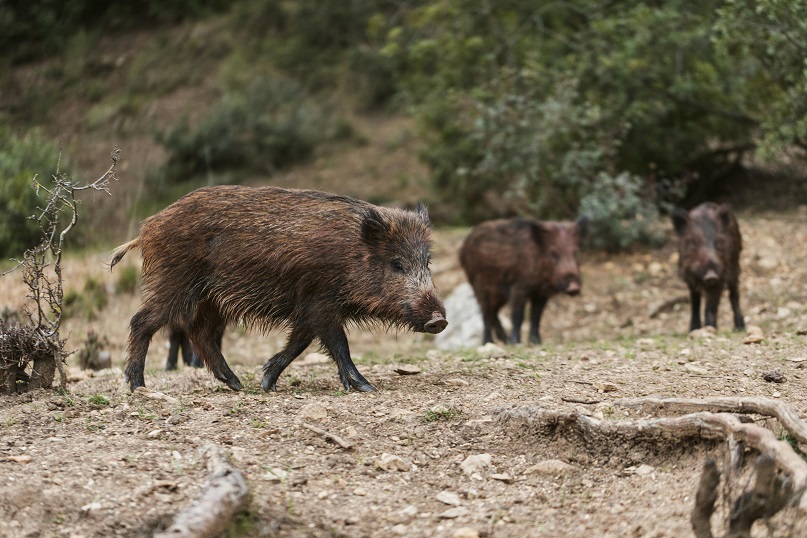 Cinghiale e cinghialetti in natura